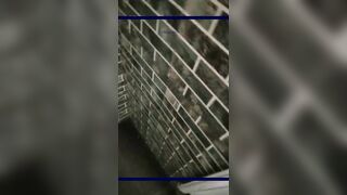 场面过于淫乱 3个刚成年的小美女和一群小鲜肉群P