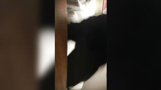 【麻花免费视频】新晋探花约炮达人【侦探☆天赐】携极品探花约战两个极品身材外围美女激烈4P乱战 排排翘 挨个操 高清源码录制