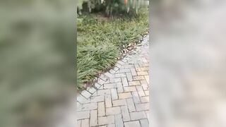 【麻花免费视频】大哥出门进货去了，我偷约嫂子来公园野战